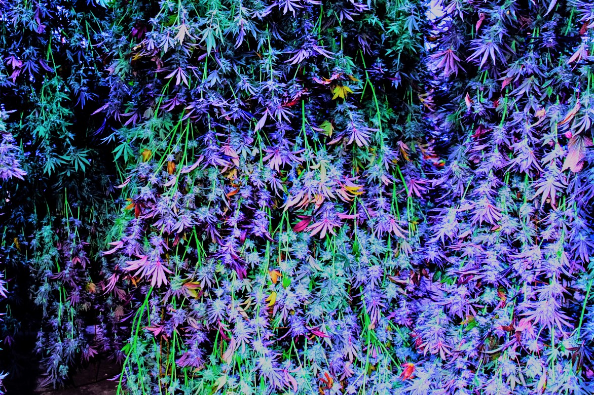 Cannabis Hanging Drying